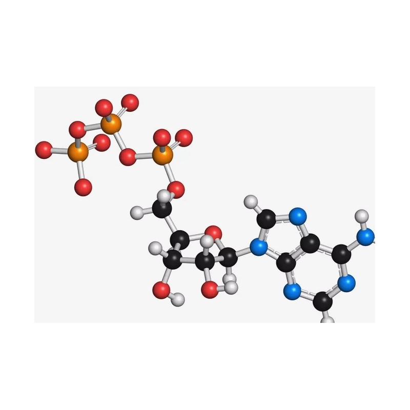 1-甲基环丙烯（1-Methylcyclopropene，1-MCP）是什么？
